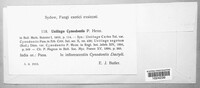 Ustilago cynodontis image